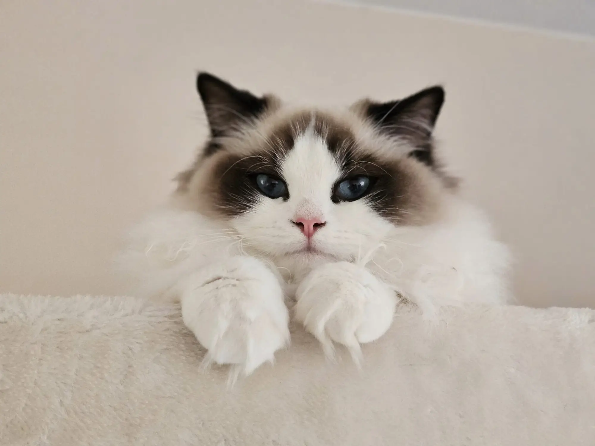 Over mij - Botanicats Ragdoll Cattery