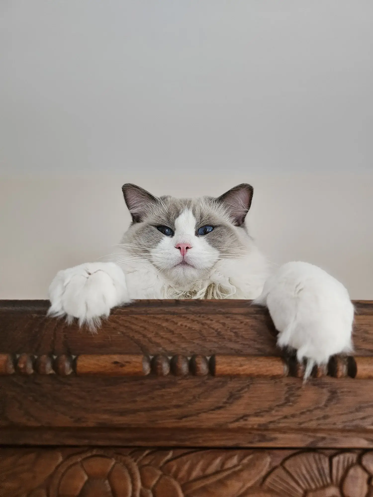 Contact - Botanicats Ragdoll Cattery