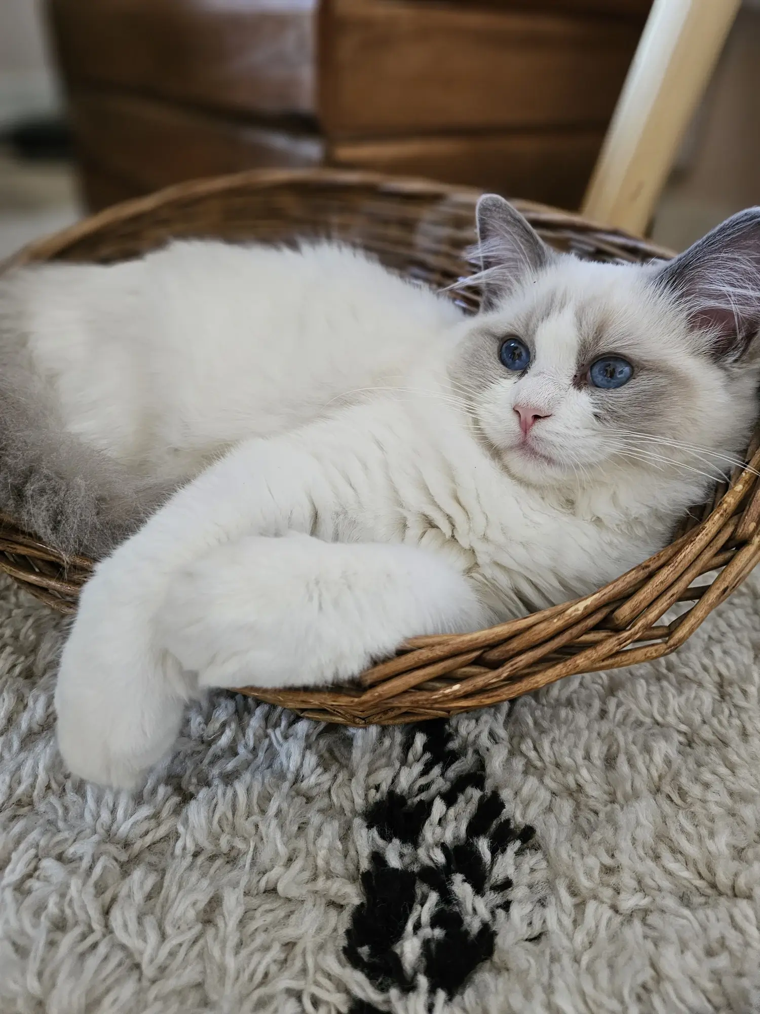 Ragdoll cattery - Botanicats Ragdoll Cattery