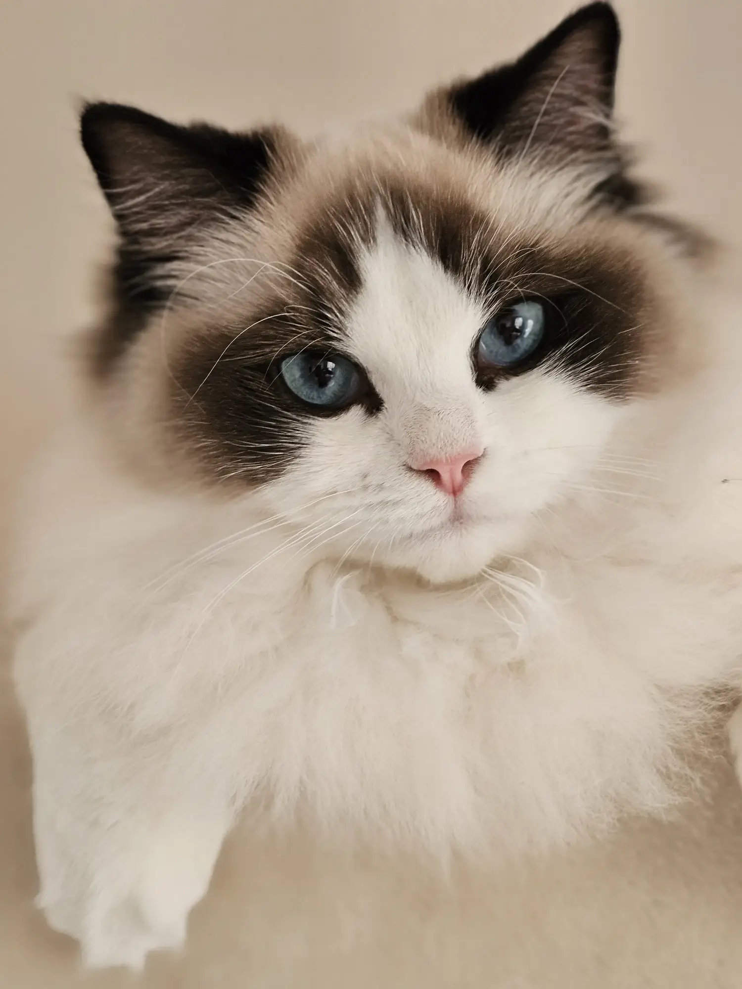 The Ragdoll - Botanicats Ragdoll Cattery