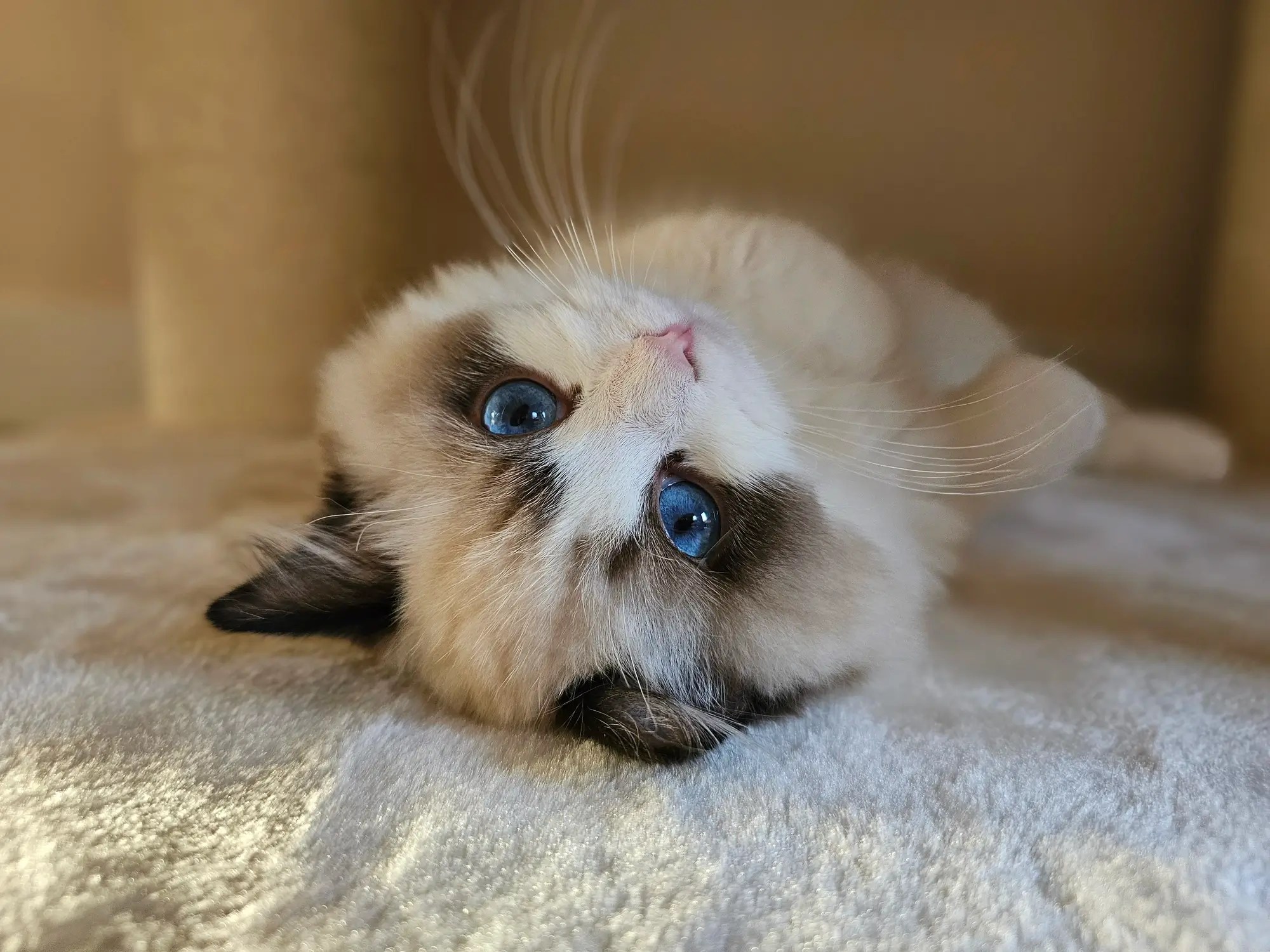 Mijn katten - Botanicats Ragdoll Cattery