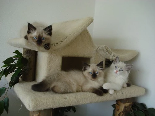 Planning Ragdoll kittens - Botanicats Ragdoll Cattery
