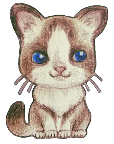 Bicolor Ragdoll