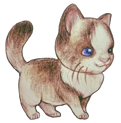 Bicolor Ragdoll