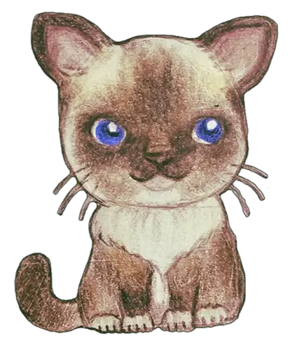 Mitted Ragdoll