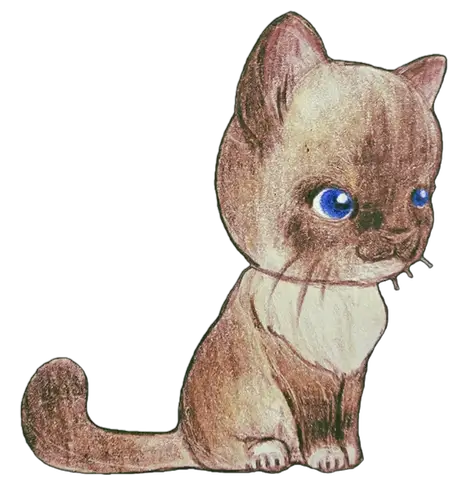 Mitted Ragdoll