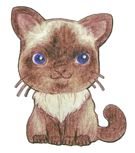 Colorpoint Ragdoll