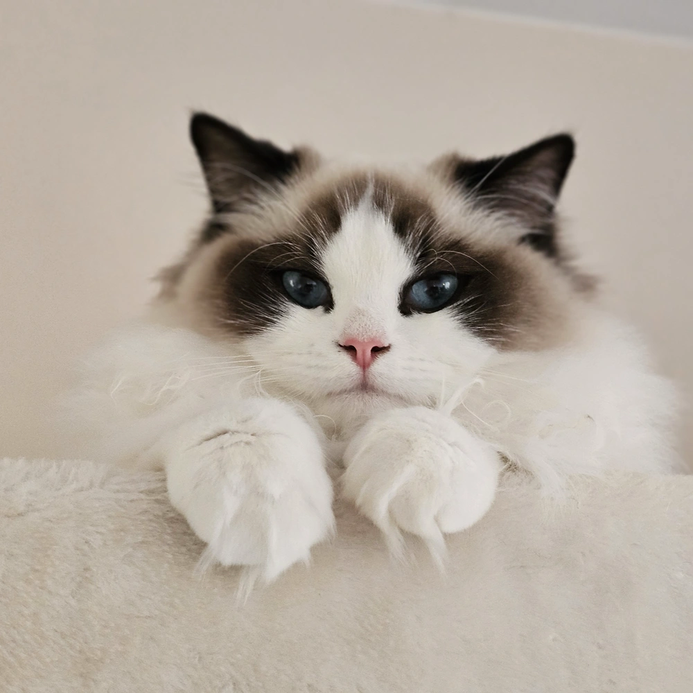 Meer over Ragdoll ras