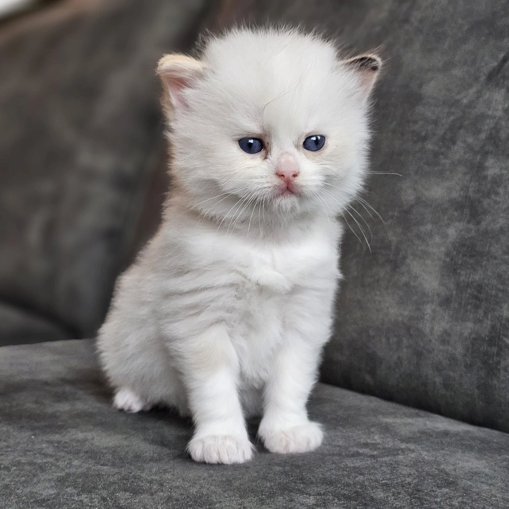 Beschikbare kittens Ragdoll