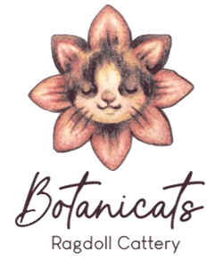 Botanicats Ragdoll Cattery | Ragdoll Cattery